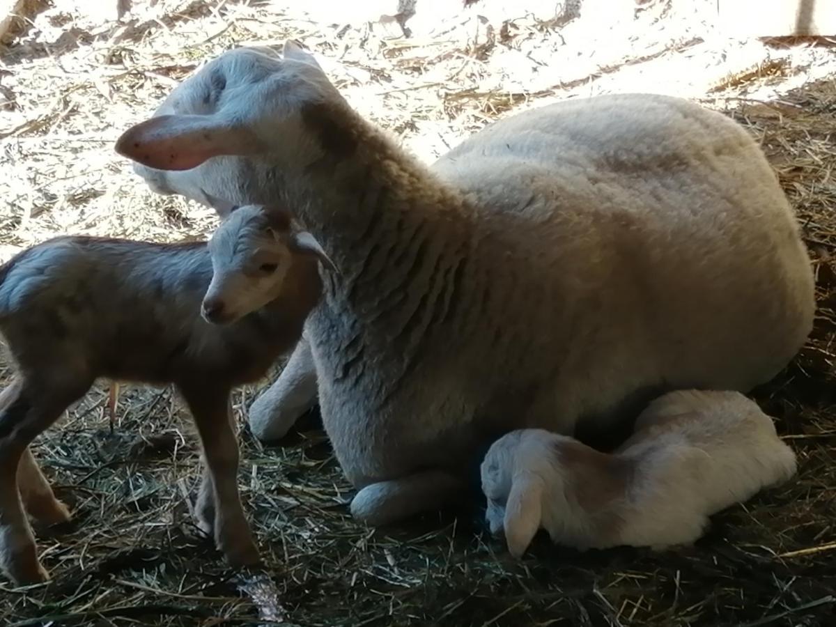 טרור Casa Rural Las Caldereras מראה חיצוני תמונה